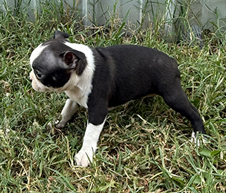 Stella
