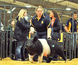 Loveless Winners