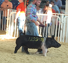 Loveless Winners