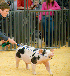 Loveless Winners